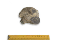 F 00078
<br/>
<br/>
<em></em>